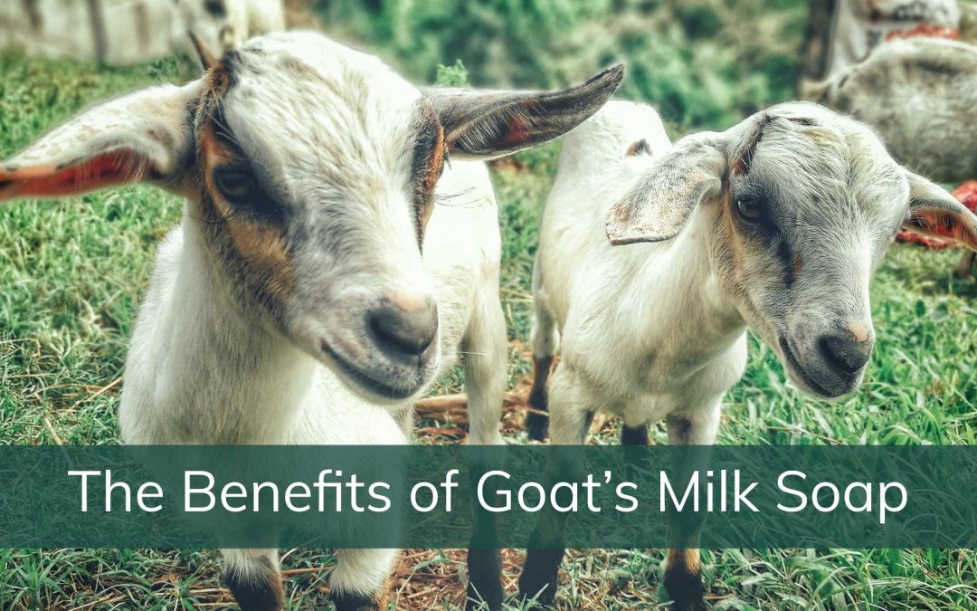 The Benefits of Goat Milk Soap